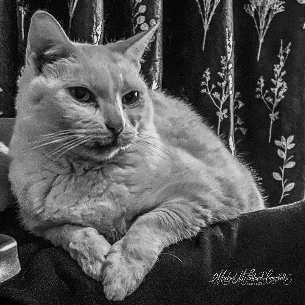 Morning Mercy. Two Cats and a Quiet Question