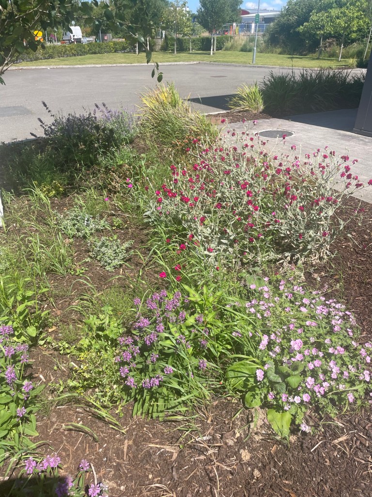 Summer flowers bloom outside a dialysis unit, with purple and pink blossoms bringing colour and quiet beauty to a place of treatment, healing, and daily journeys.